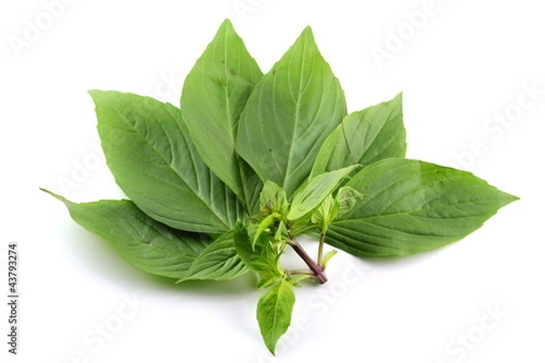 Obraz Basil leaf
