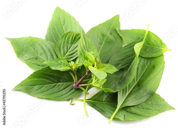 Obraz Basil leaf