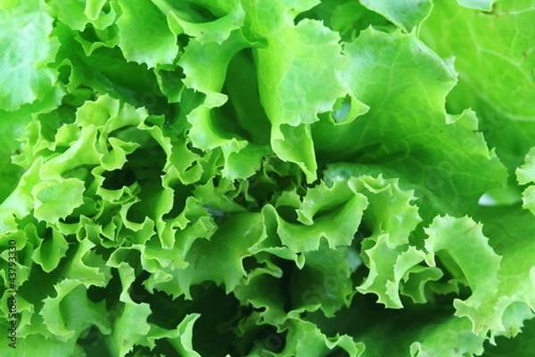 Obraz Lettuce