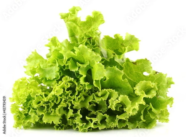 Obraz Lettuce
