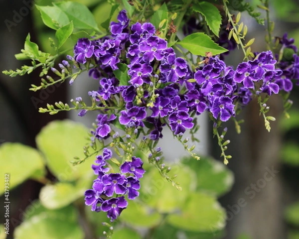 Obraz Purple Flower