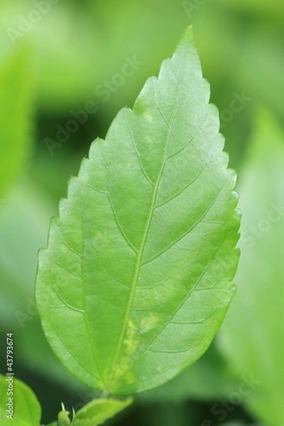 Obraz Green leaf