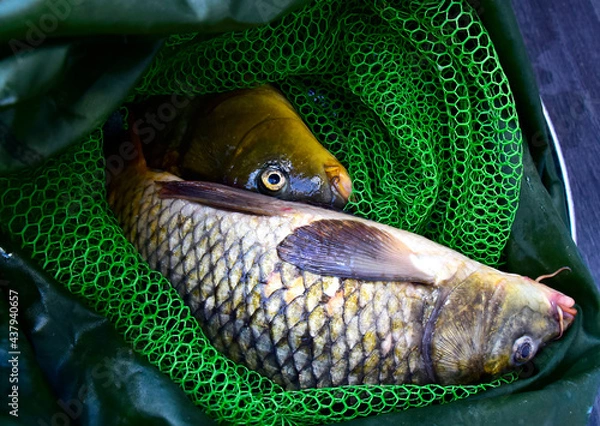 Obraz fresh fish in the fishing net for cooking