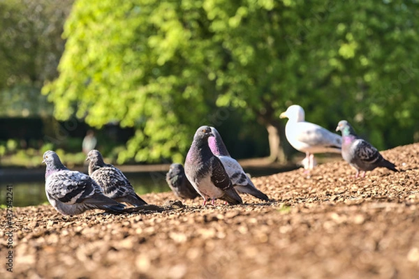 Fototapeta Beautiful closeup view of common city feral pigeons (Columbidae) resting in sunlight on wood chips, nuggets, straw or bark in Herbert Park, Dublin, Ireland. Soft and selective focus. Blurry background
