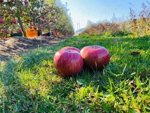 Fototapeta 맛있는 사과