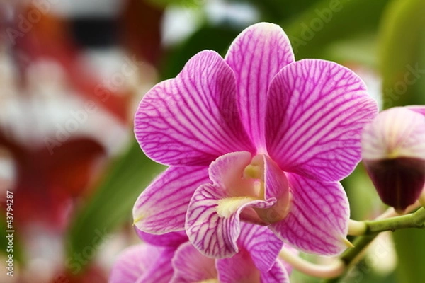 Obraz Purple orchid