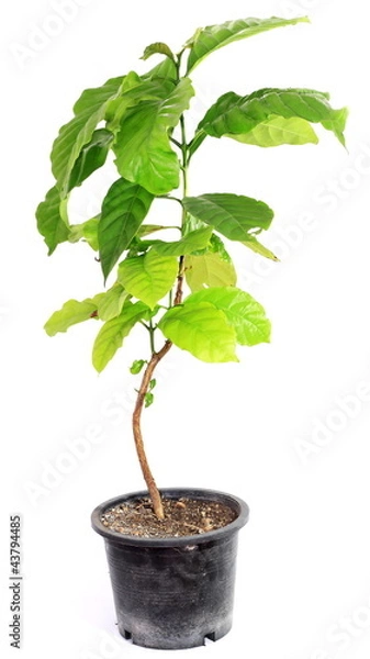 Obraz Isolated Coffee Tree