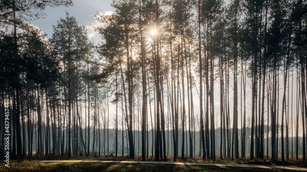 Obraz Sunrise in the forest