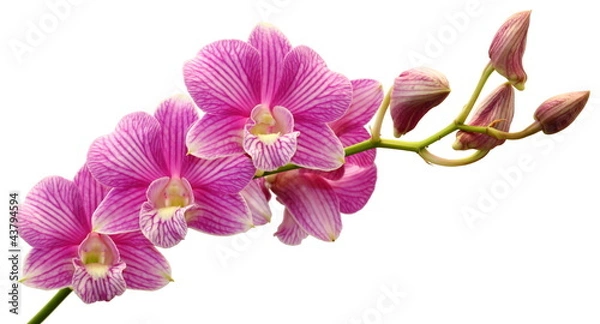 Obraz Purple orchid