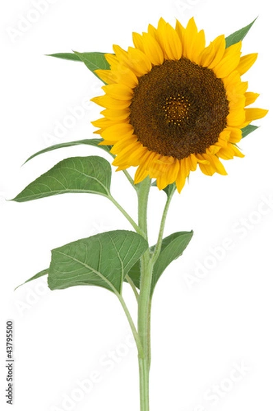 Obraz Sonnenblume