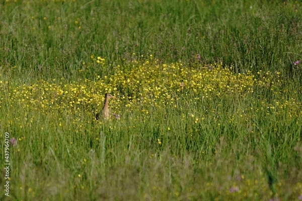 Obraz grass in the grass