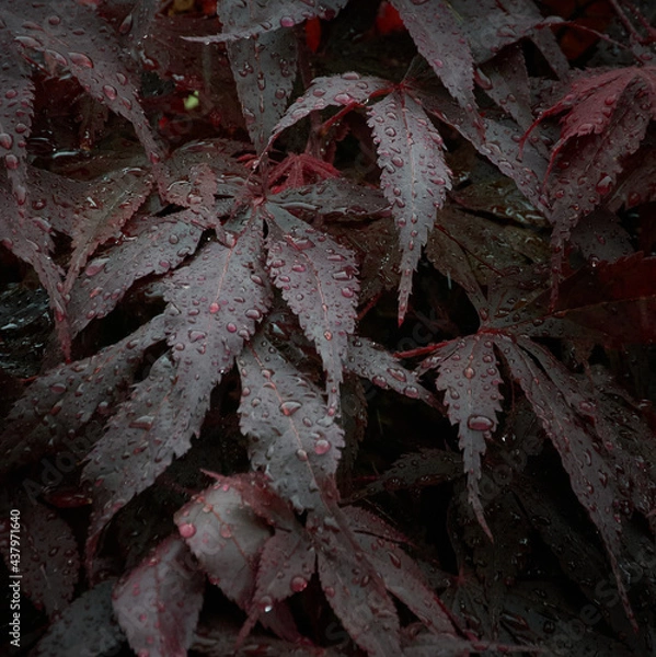 Obraz Acer Raindrops