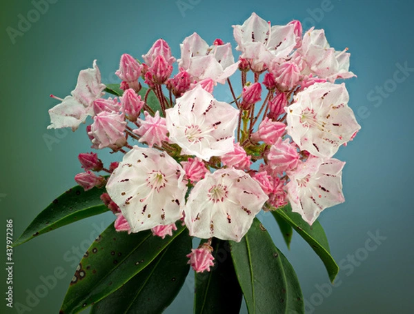 Fototapeta Macro view of blooming flowers of mountain laurel (Kalmia latifolia). Spring-loaded stamens catapult pollen onto visiting bees.