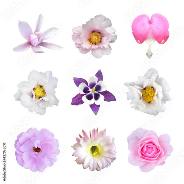 Obraz Composition of flowers on white isolated background.