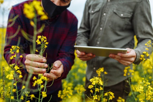 Obraz Farmer's hands on rapeseed blooming plants. Agronomists with a tablet in their hands. Smart farm, technologies in agronomy, internet. Two farmers are checking the rapeseed. Closeup shot.