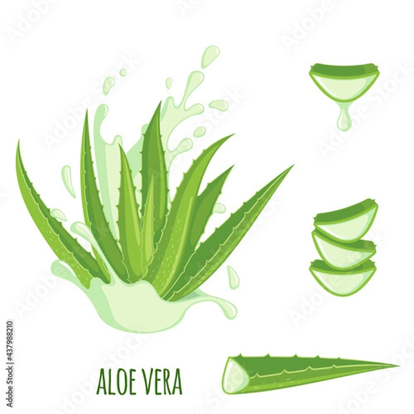 Fototapeta Vector Aloe Vera icon set isolated on white background.