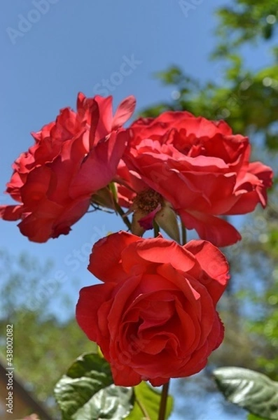 Obraz Rose-3