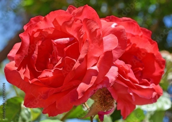 Obraz Red Twin Roses