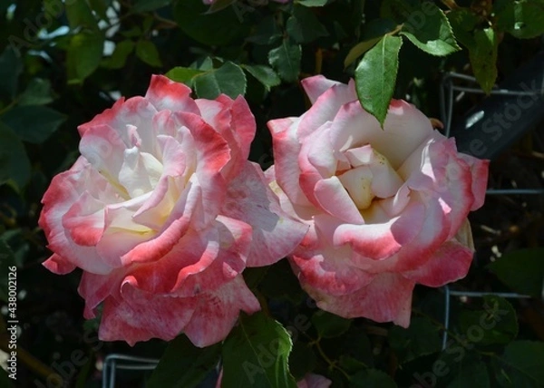 Obraz Twin Roses