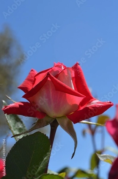 Obraz Rose-1