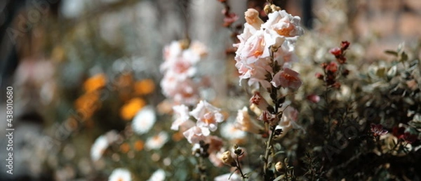 Fototapeta 春の花　バラ