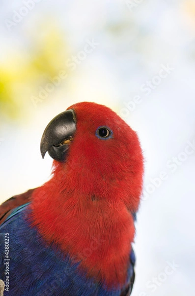 Obraz オオハナインコのメス