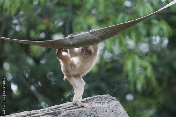 Obraz ニホンザル