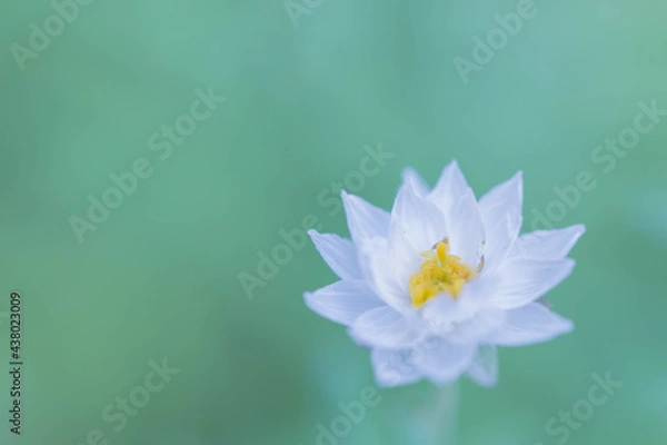 Fototapeta 白い花