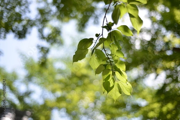 Fototapeta Early summer