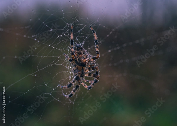 Fototapeta Spider