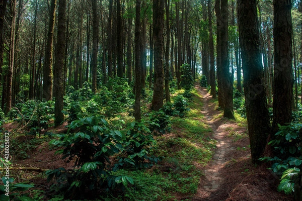 Obraz Natural forests and various trees that are full of greenery.