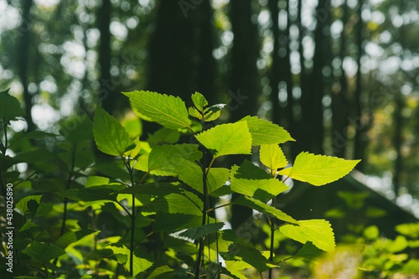 Obraz Natural forests and various trees that are full of greenery.