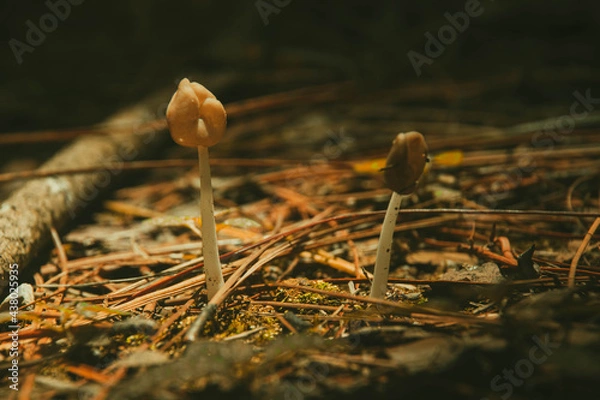 Obraz little mushroom growing on pine leaves