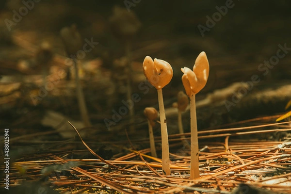 Obraz little mushroom growing on pine leaves