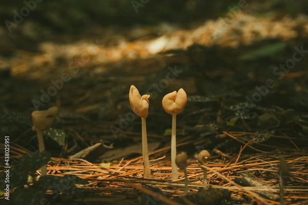 Obraz little mushroom growing on pine leaves