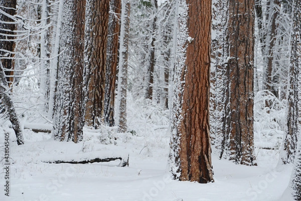 Obraz Yosemite Winter