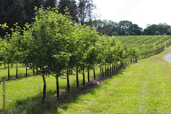 Fototapeta Apple trees in an orchard