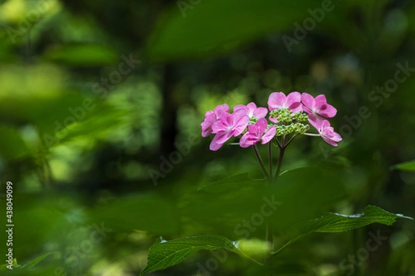 Obraz Pink hydrangea flowers in the forest