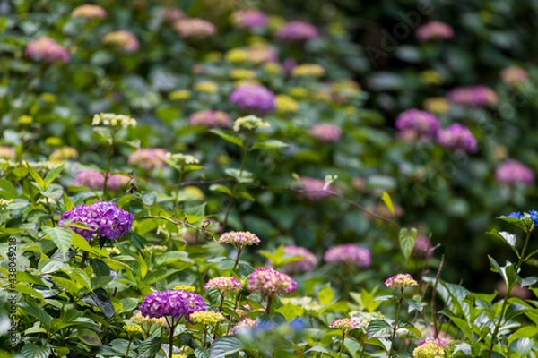 Fototapeta Hydrangea flowers in the forest