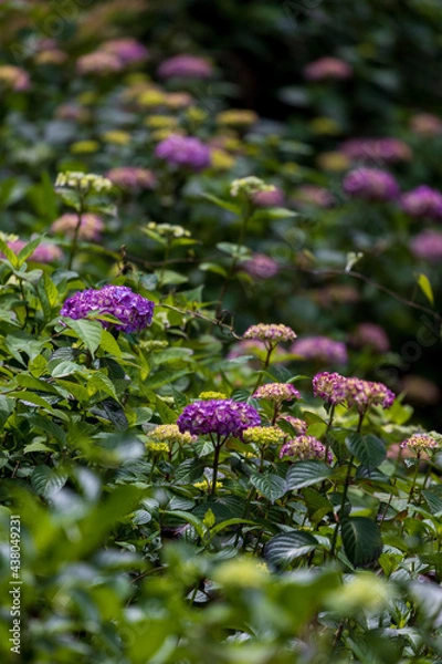 Fototapeta Hydrangea flowers in the forest