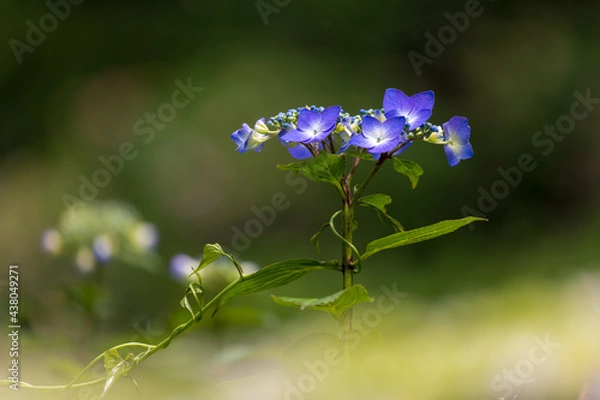 Obraz Hydrangea flowers in the forest