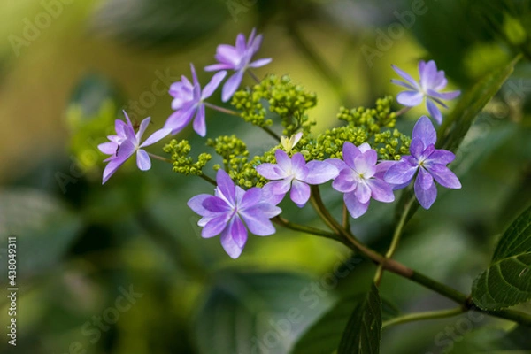 Fototapeta Hydrangea flowers in the forest