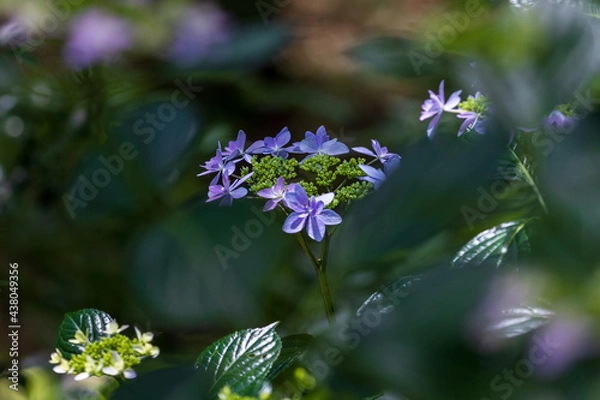 Fototapeta Hydrangea flowers in the forest
