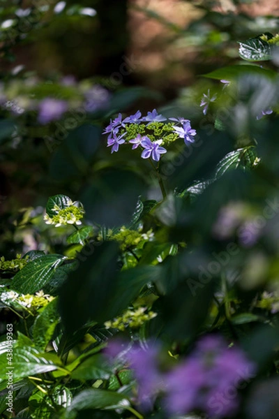 Obraz Hydrangea flowers in the forest