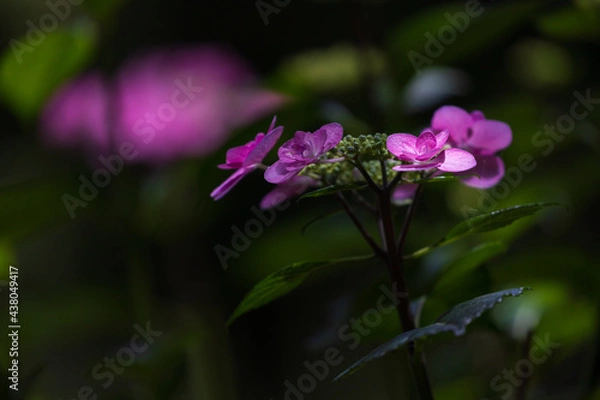 Fototapeta Hydrangea flowers in the forest