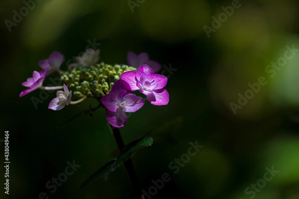 Obraz Hydrangea flowers in the forest