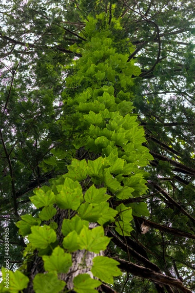 Obraz trees in the forest