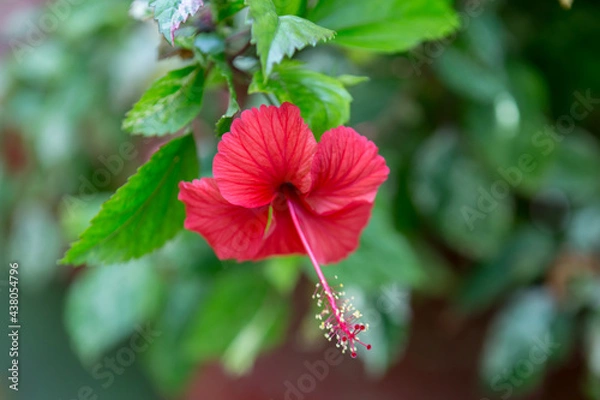 Obraz Red petal hibiscus, blurry background