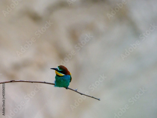 Fototapeta Bee Eater Merops Apiaster in the nationalpark Seewinkel in Austria