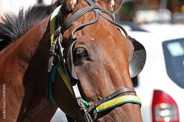 Obraz Cavallo primo piano